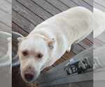 Small Labrador Retriever