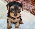 Puppy Taco Yorkshire Terrier