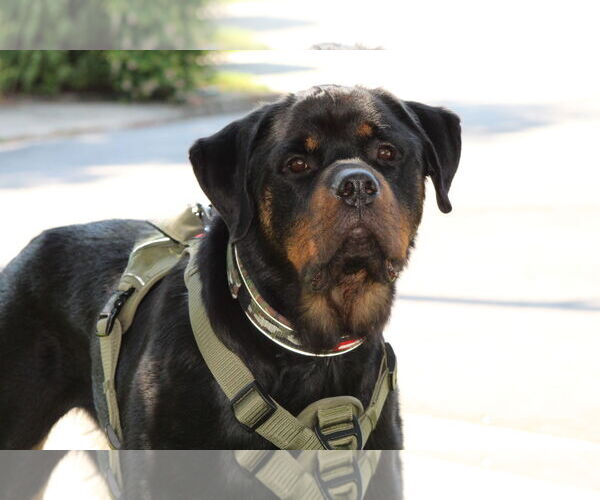 Medium Photo #2 Rottweiler Puppy For Sale in White Hall, AR, USA