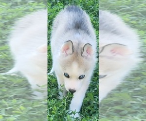 Siberian Husky Puppy for Sale in LOUISVILLE, Kentucky USA