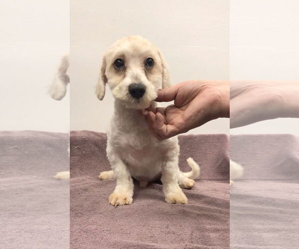 Medium Photo #1 Japanese Chin-Unknown Mix Puppy For Sale in Lincolnwood, IL, USA