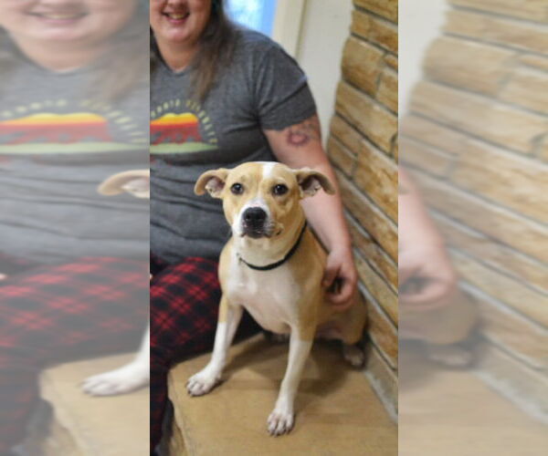 Medium Photo #4 Mutt Puppy For Sale in Germanton, TN, USA