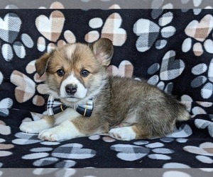 Pembroke Welsh Corgi Puppy for sale in GLEN ROCK, PA, USA