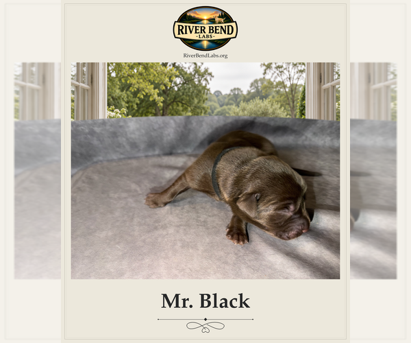 Medium Photo #1 Labrador Retriever Puppy For Sale in WHITNEY, TX, USA