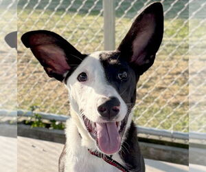 Mutt Dogs for adoption in Jefferson, WI, USA