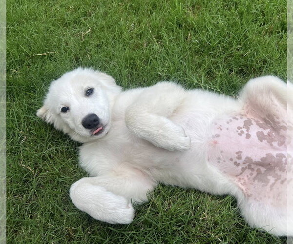 Medium Photo #1 Great Pyrenees Puppy For Sale in Dallas, TX, USA