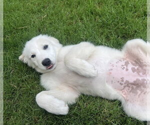 Great Pyrenees Dogs for adoption in Dallas, TX, USA