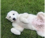 Small Great Pyrenees