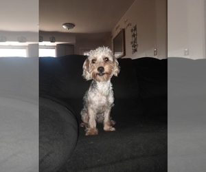 Poodle (Toy)-YorkiePoo Mix Puppy for sale in SHELBY, NC, USA