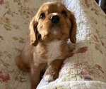 Small Cavalier King Charles Spaniel