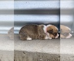 Small Photo #15 Pembroke Welsh Corgi Puppy For Sale in KEOTA, IA, USA