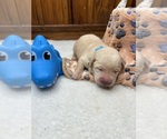 Small #6 Labrador Retriever