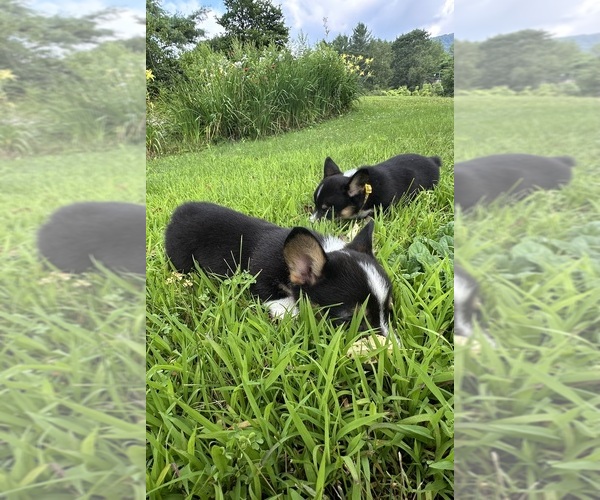 Medium Photo #55 Pembroke Welsh Corgi Puppy For Sale in PERKINSVILLE, VT, USA