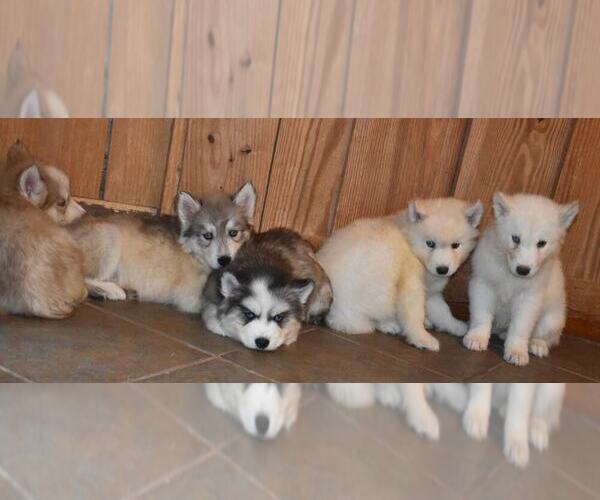 Medium Photo #5 Siberian Husky Puppy For Sale in DINWIDDIE, VA, USA