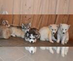 Small Photo #5 Siberian Husky Puppy For Sale in DINWIDDIE, VA, USA