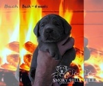 Small Photo #52 Labrador Retriever Puppy For Sale in POCAHONTAS, IL, USA