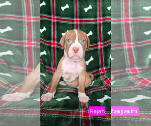American Pit Bull Terrier-Unknown Mix Dogs for adoption in Duluth, MN, USA