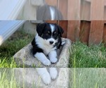 Small Photo #6 Miniature Australian Shepherd Puppy For Sale in MONTGOMERY, IL, USA