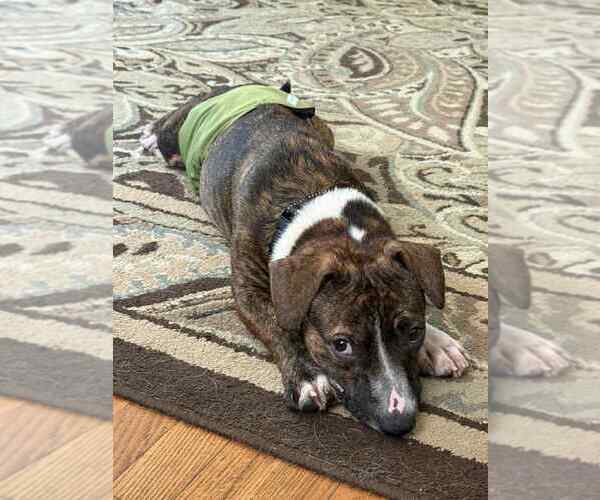 Medium Photo #8 Mutt Puppy For Sale in Candler, NC, USA
