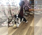 Puppy Diamond Australian Cattle Dog-Border Collie Mix