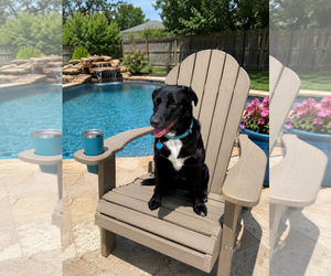 Mutt Dogs for adoption in Euless, TX, USA