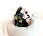 Small #10 Morkie