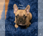 Puppy Zeus French Bulldog