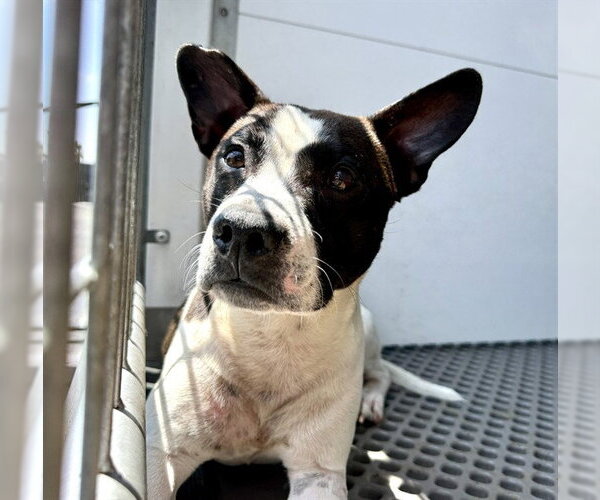 Medium Photo #2 Rat Terrier-Unknown Mix Puppy For Sale in San Bernardino, CA, USA
