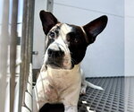 Small #1 Rat Terrier Mix