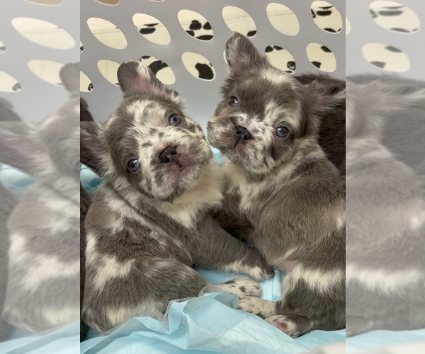 Medium Photo #7 French Bulldog Puppy For Sale in FRANKLIN, IN, USA