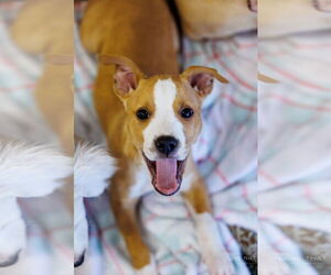 American Pit Bull Terrier-Labrador Retriever Mix Dogs for adoption in The Woodlands, TX, USA