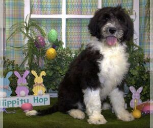 Sheepadoodle Puppy for sale in HUTCHINSON, KS, USA