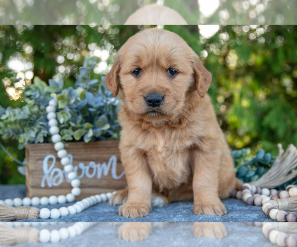 Medium Photo #10 Golden Retriever Puppy For Sale in NAPPANEE, IN, USA