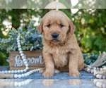 Small Photo #10 Golden Retriever Puppy For Sale in NAPPANEE, IN, USA