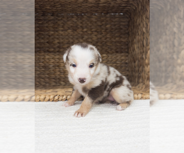 Medium Photo #8 Australian Shepherd Puppy For Sale in UNIONVILLE, IA, USA