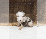 Small #7 Australian Shepherd