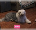 Small Photo #1 Old English Sheepdog Puppy For Sale in HAYFIELD, MN, USA