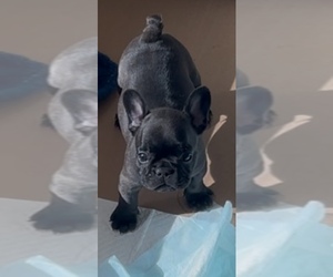 French Bulldog Puppy for sale in ORLANDO, FL, USA