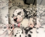 Small #16 Dalmatian