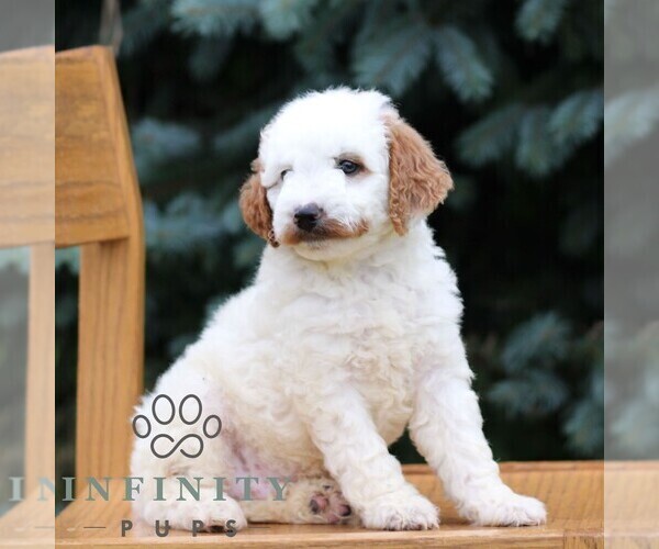 Medium Photo #4 Goldendoodle (Miniature) Puppy For Sale in EPHRATA, PA, USA