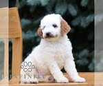 Small #3 Goldendoodle (Miniature)