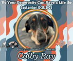 Small #6 Dachshund Mix