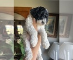Small #1 English Cream Golden Retriever-Poodle (Miniature) Mix