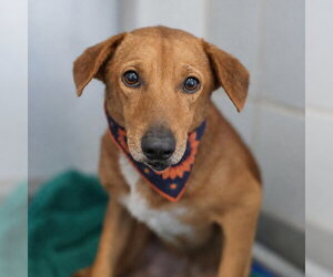 American Staffordshire Terrier-Unknown Mix Dogs for adoption in San Antonio, TX, USA