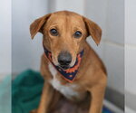 LOKI - Male American Staffordshire Terrier-Unknown Mix Dog for Adoption - Small photo