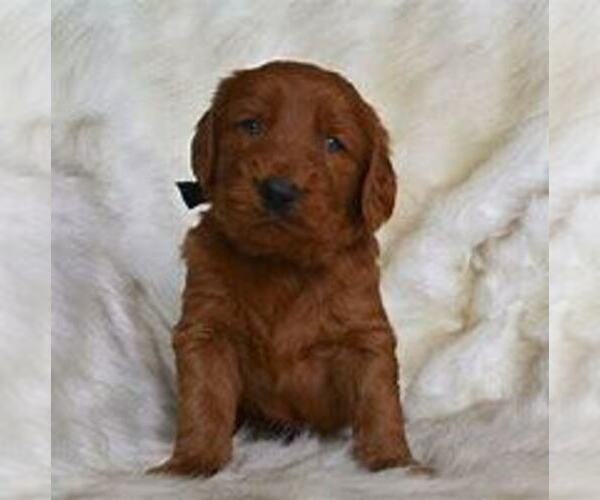 Medium Photo #1 Goldendoodle Puppy For Sale in CHICAGO, IL, USA