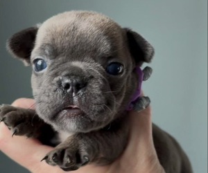 French Bulldog Puppy for sale in OXFORD, OH, USA