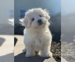 Small #1 Coton de Tulear