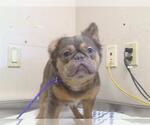 Small French Bulldog