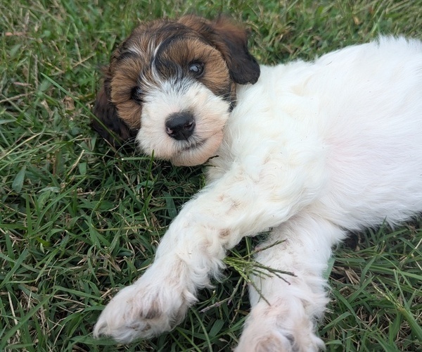 Medium Photo #3 Doodle-Poodle (Miniature) Mix Puppy For Sale in MORGANTON, NC, USA